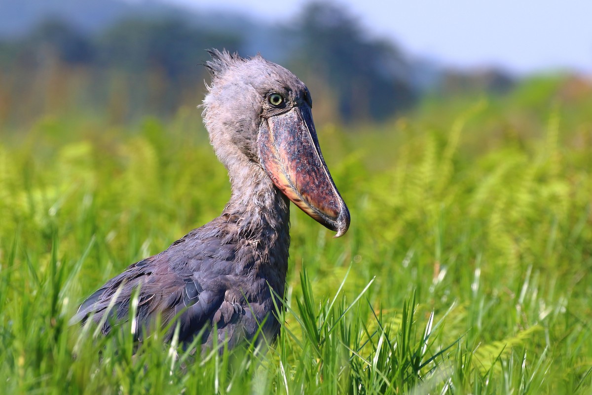 Shoebill - Robert Johnson