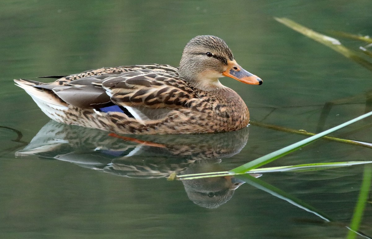 Mallard - Matthew Brown