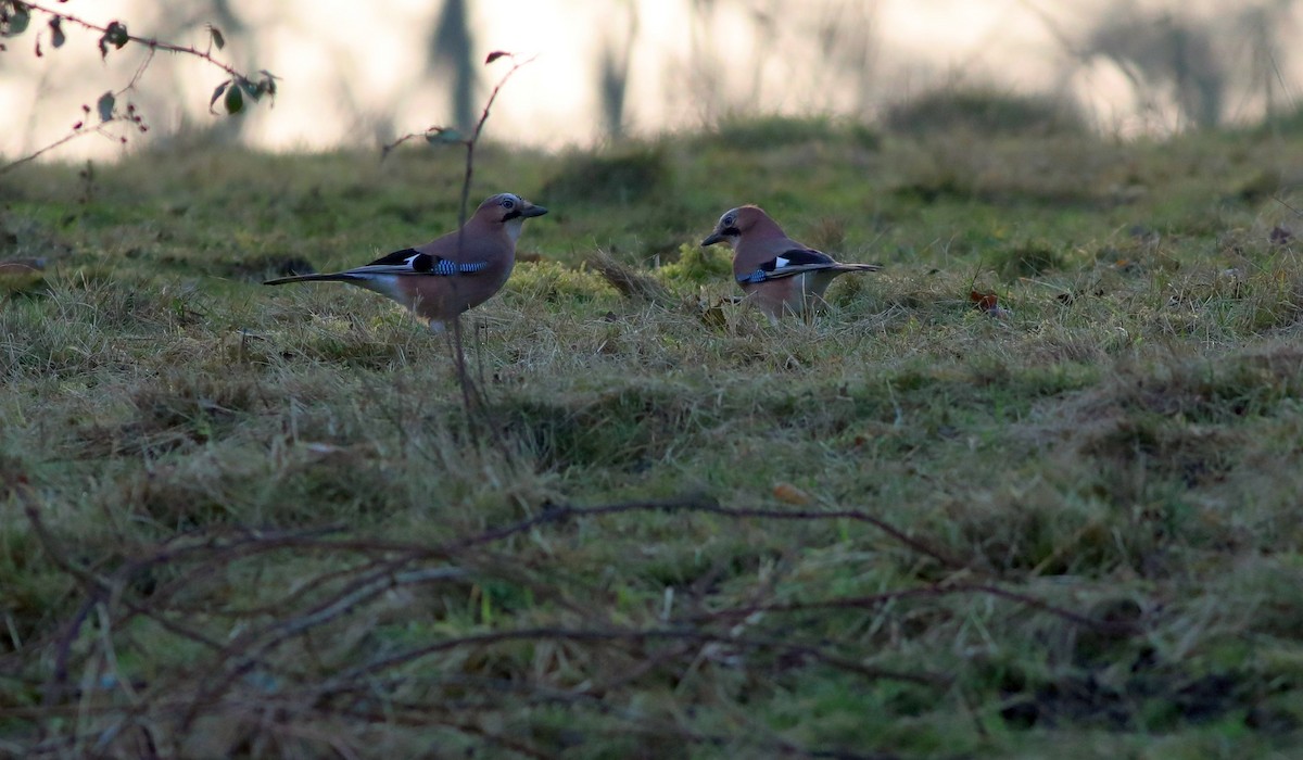 Eurasian Jay - Matthew Brown