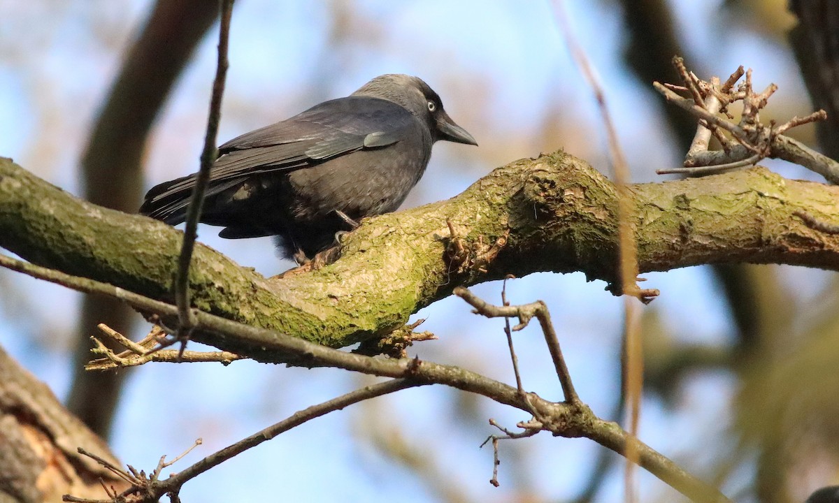 Eurasian Jackdaw - Matthew Brown