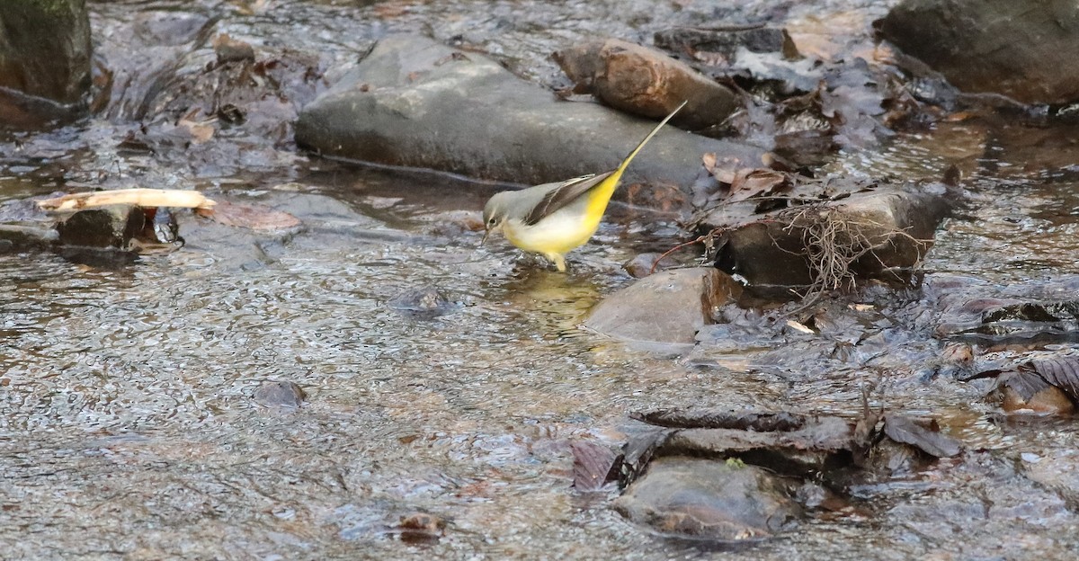 Gray Wagtail - Matthew Brown