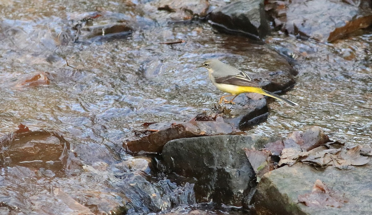 Gray Wagtail - ML196673881