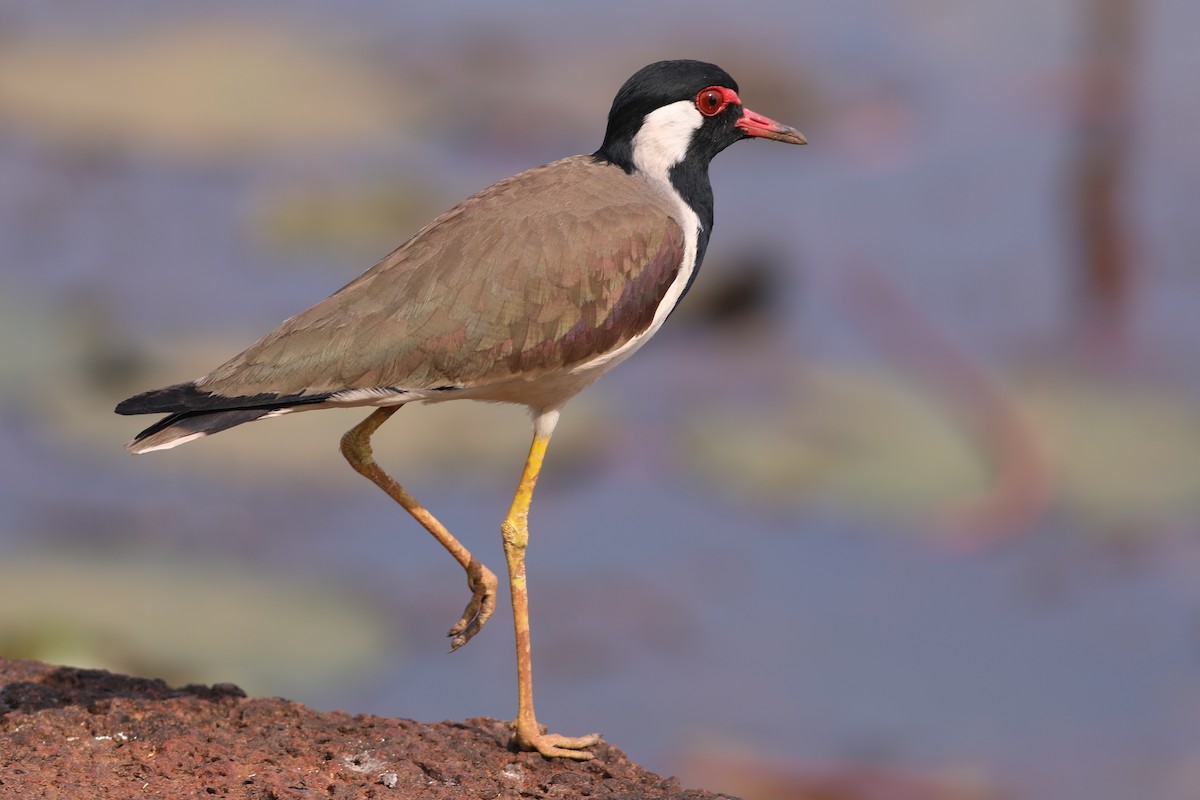 Red-wattled Lapwing - sasidharan manekkara