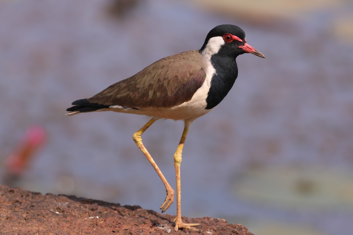 Red-wattled Lapwing - sasidharan manekkara