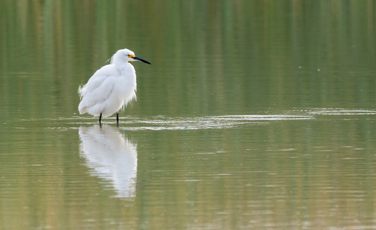 Snowy Egret - Forest Botial-Jarvis