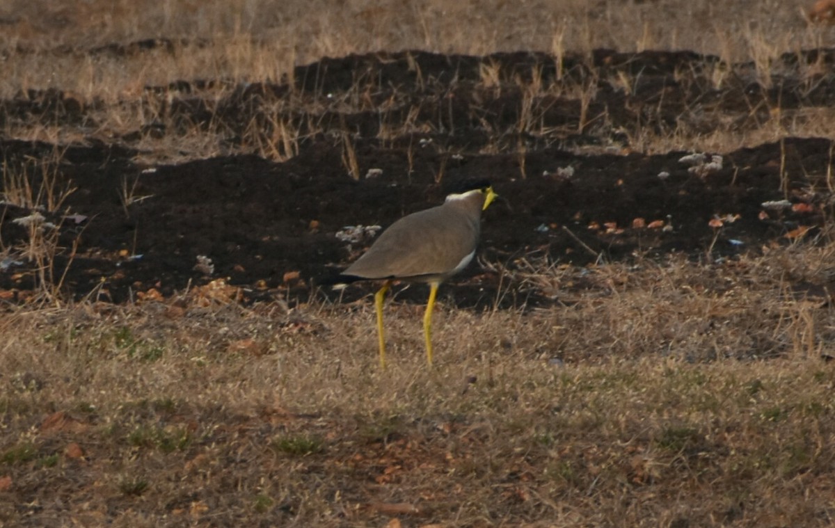 Yellow-wattled Lapwing - ML196677011