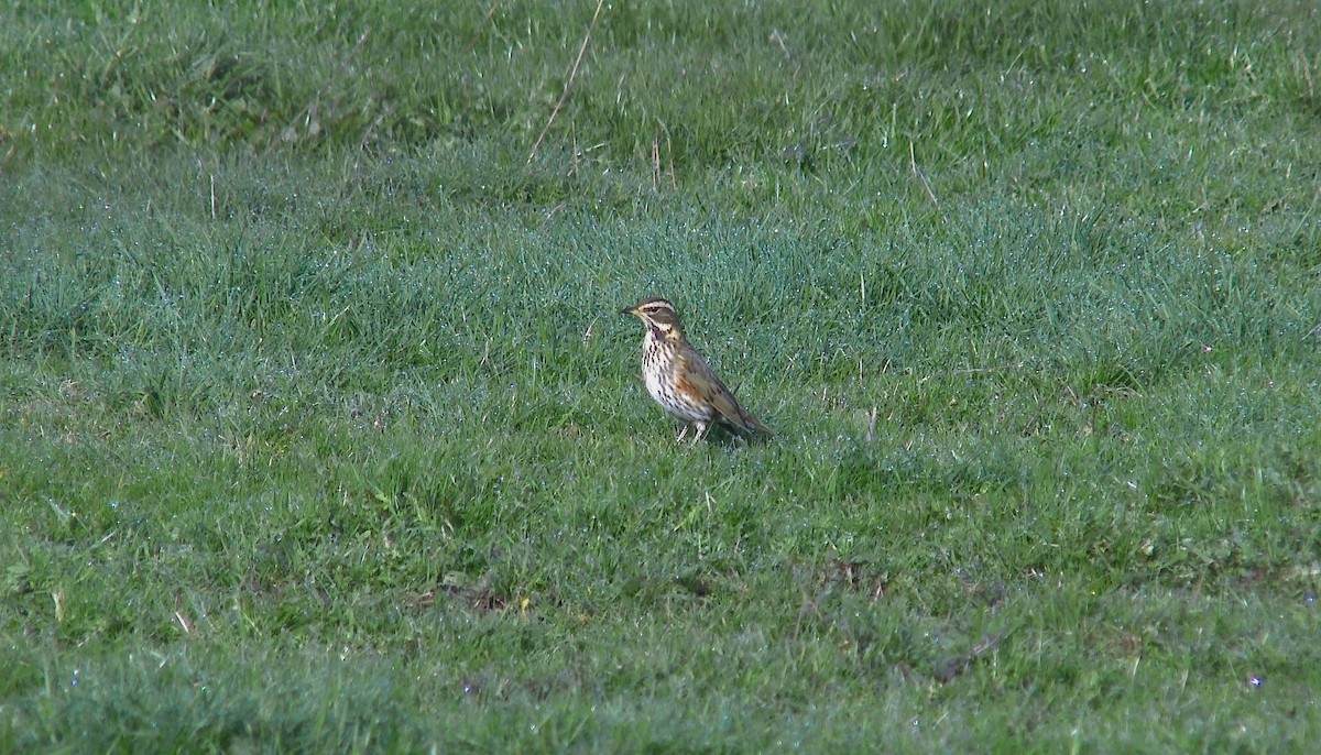 Redwing - ML196677791