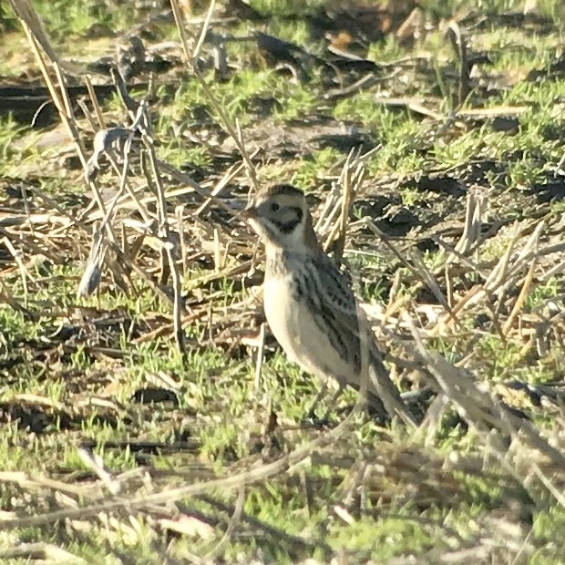 Lapland Longspur - ML196680121