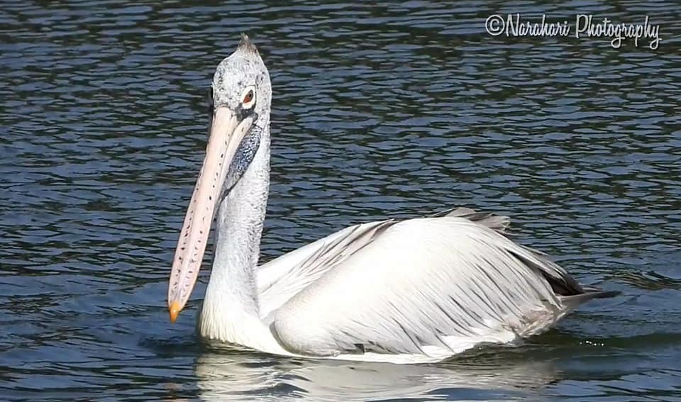 pelikán skvrnozobý - ML196680951