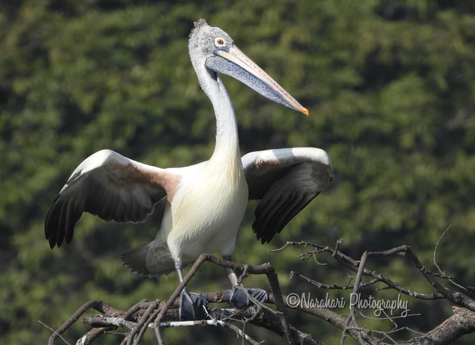 Spot-billed Pelican - ML196681171