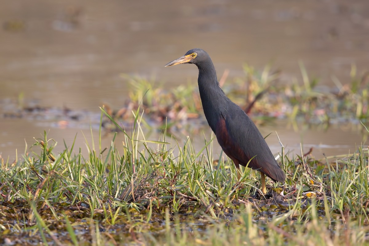 Rufous-bellied Heron - Marco Valentini