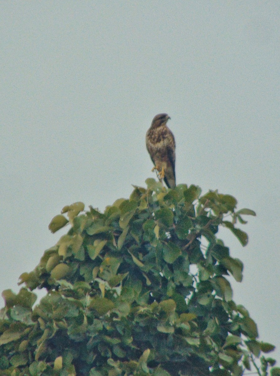 White-eyed Buzzard - ML196682381