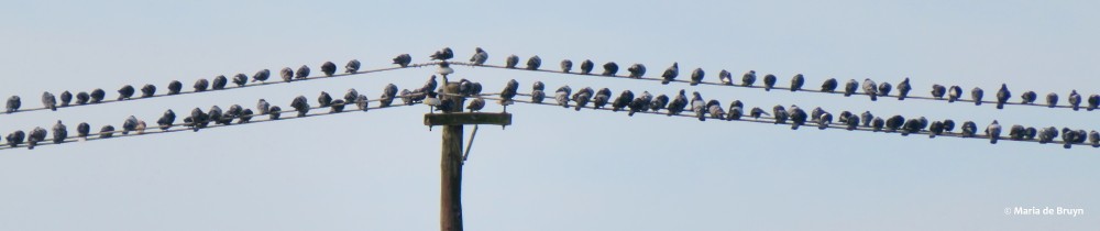 Rock Pigeon (Feral Pigeon) - ML196682591