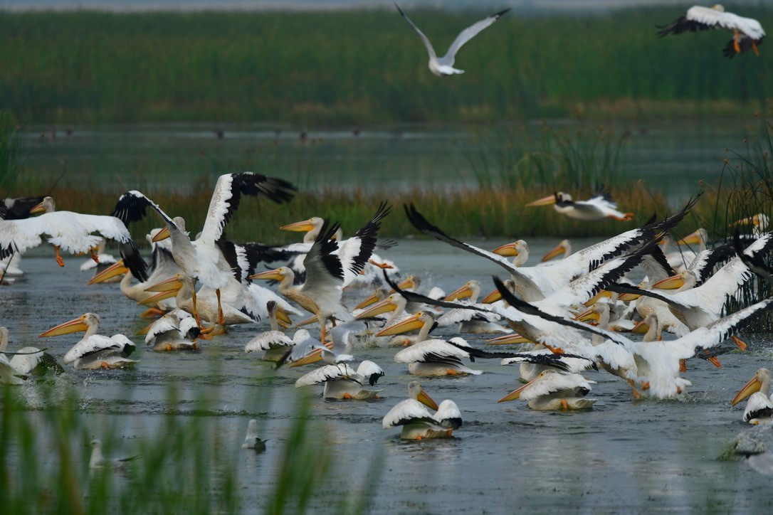 American White Pelican - ML196685471