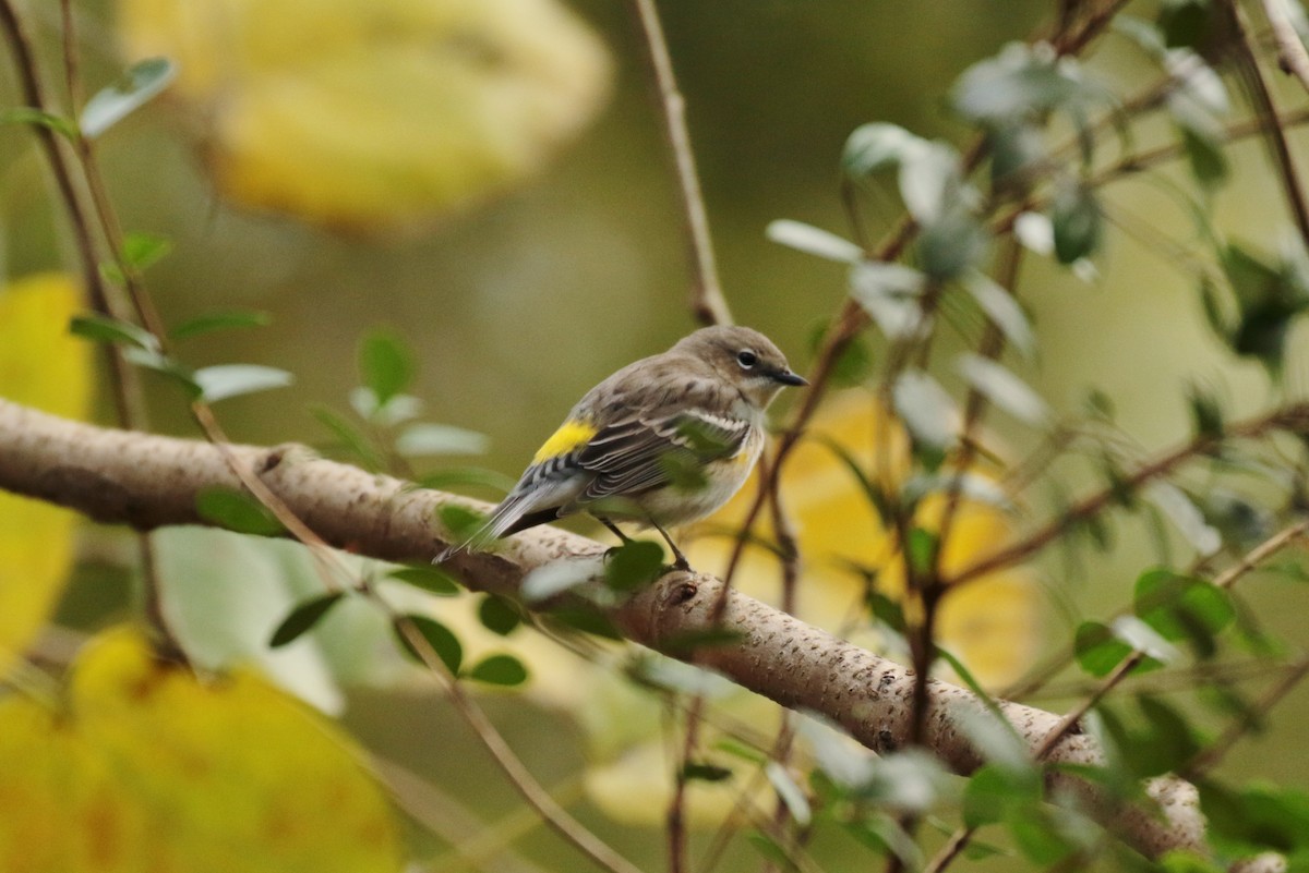 Yellow-rumped Warbler - ML196686801