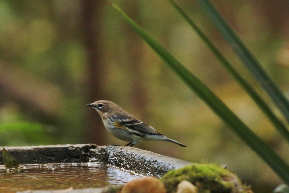 Yellow-rumped Warbler - ML196686841