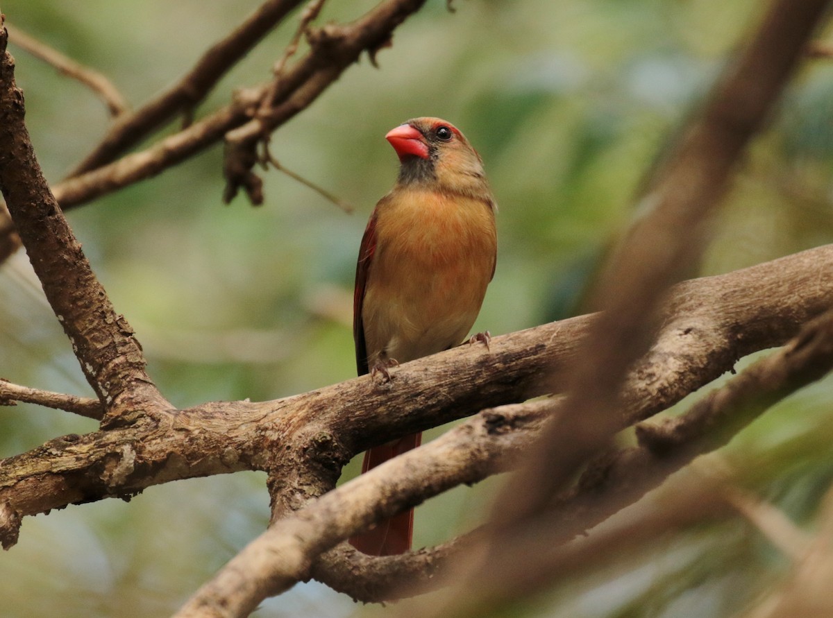 Northern Cardinal - Tommie Rogers