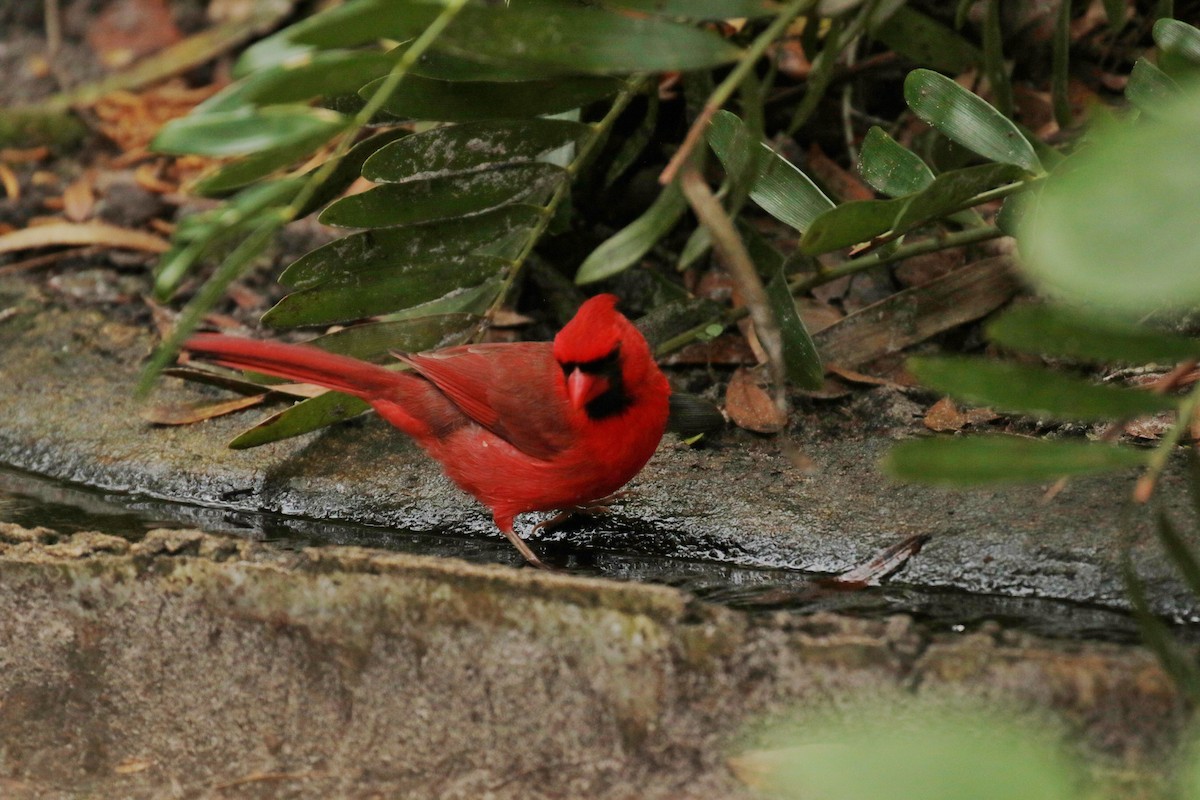 Northern Cardinal - Tommie Rogers