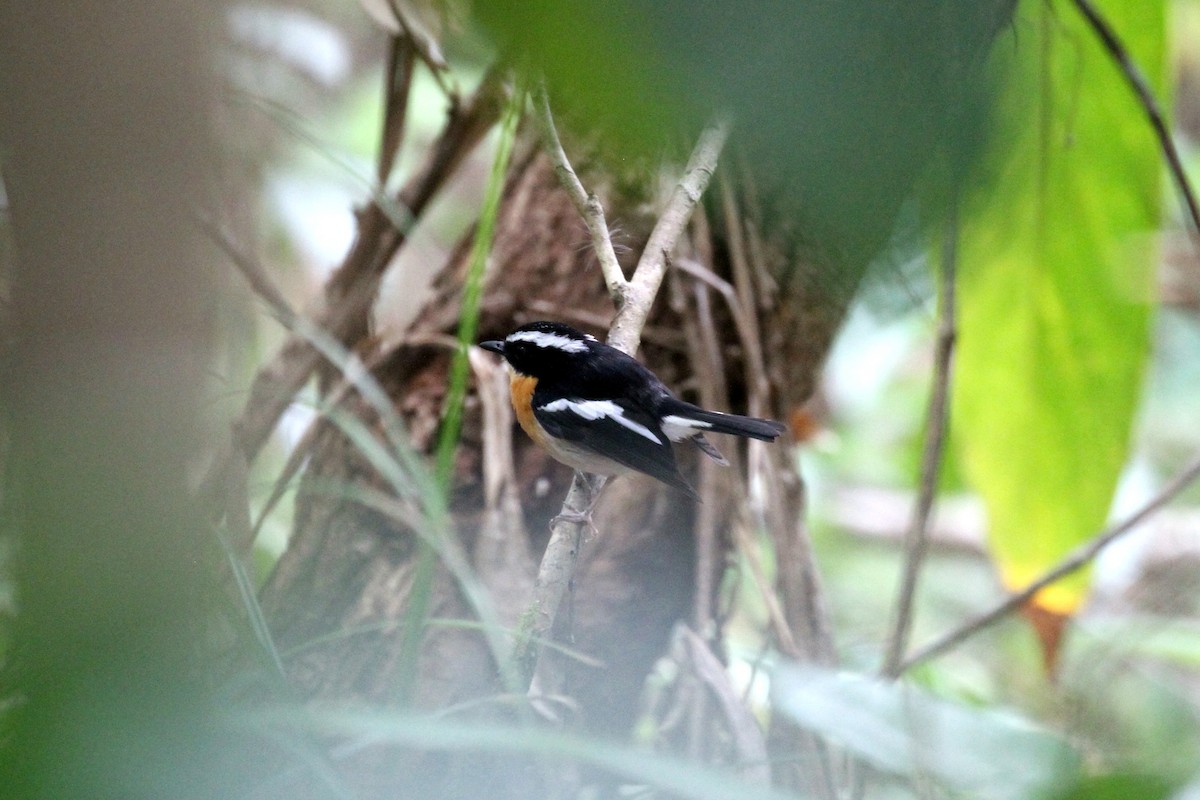 Tanimbar Flycatcher - ML196687221