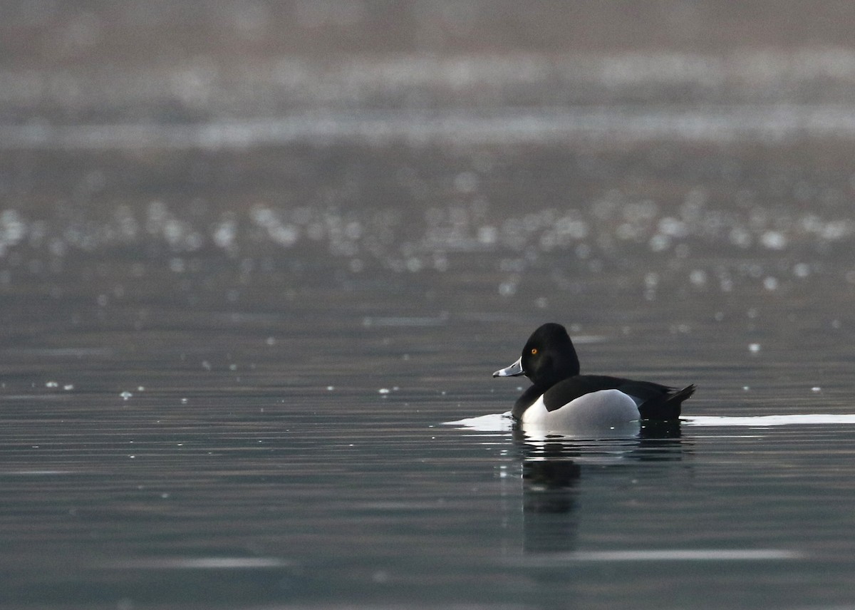 Ring-necked Duck - ML196687301