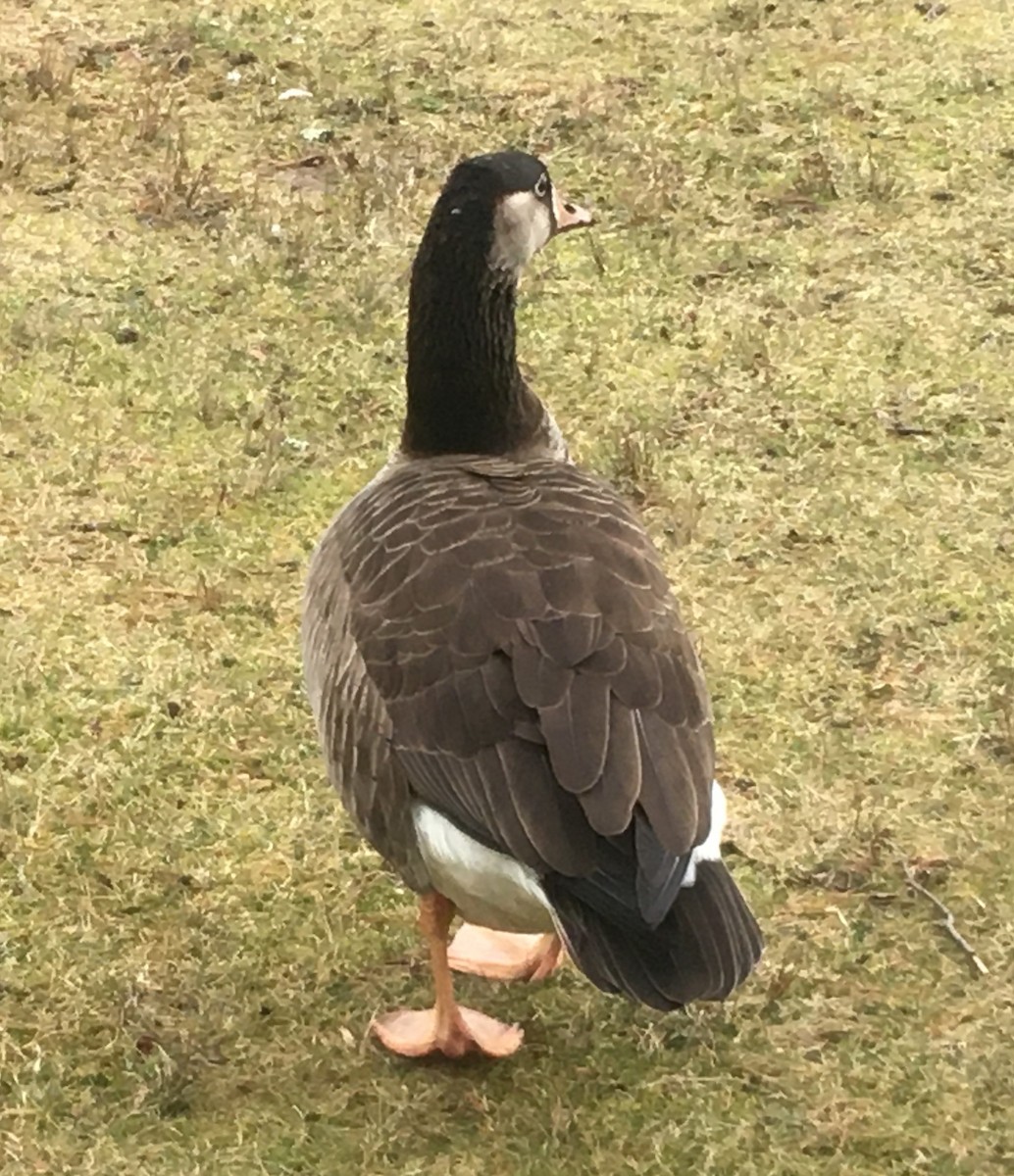 Гуска сіра х казарка канадська - ML196689241