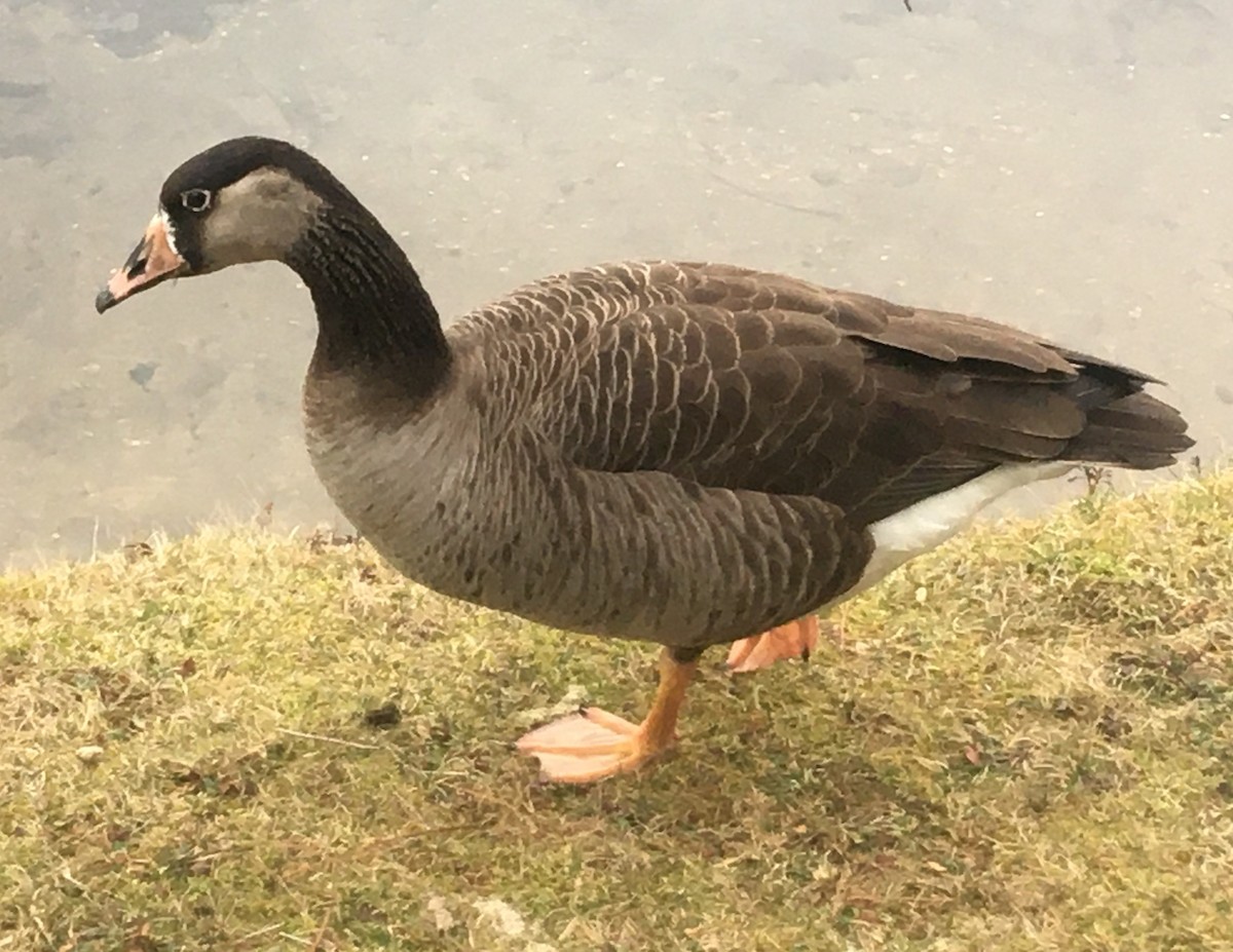 Гуска сіра х казарка канадська - ML196689251