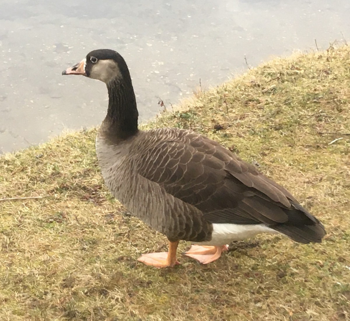 Гуска сіра х казарка канадська - ML196689271