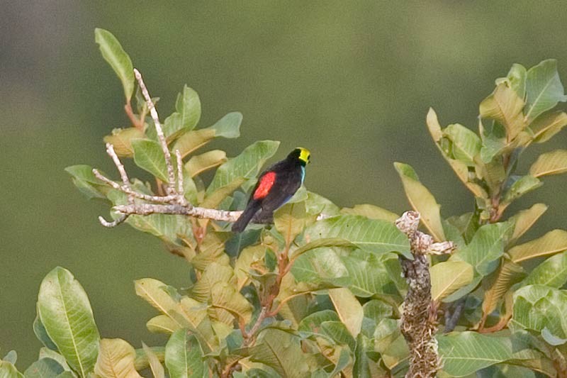 Paradise Tanager - Arthur Grosset