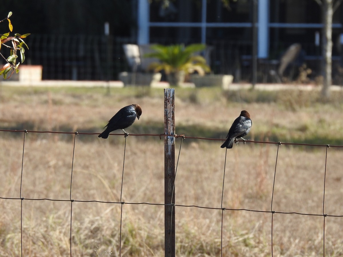 Brown-headed Cowbird - ML196691391