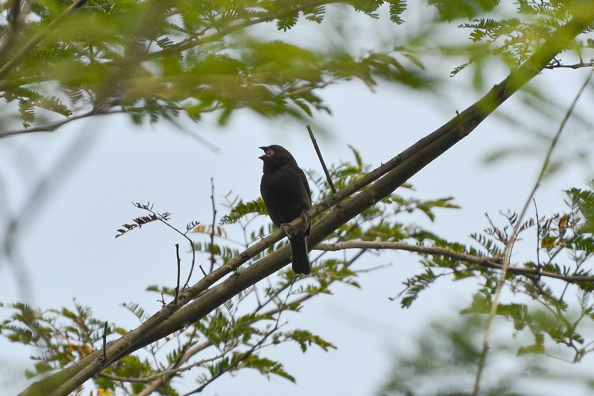 Sooty Grassquit - Fábio Luís Mello