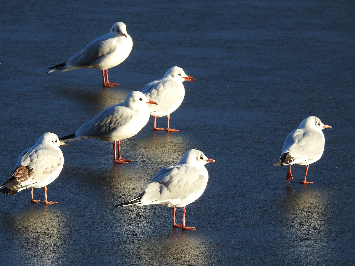 Black-headed Gull - ML196691681