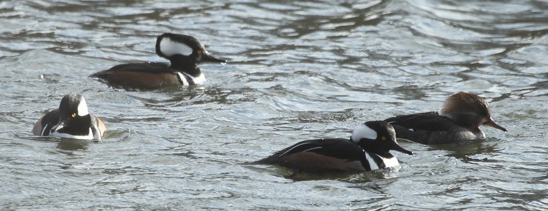 Hooded Merganser - sicloot