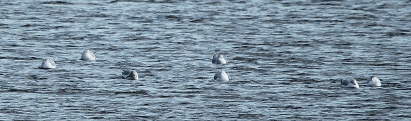 Ring-billed Gull - ML196692541