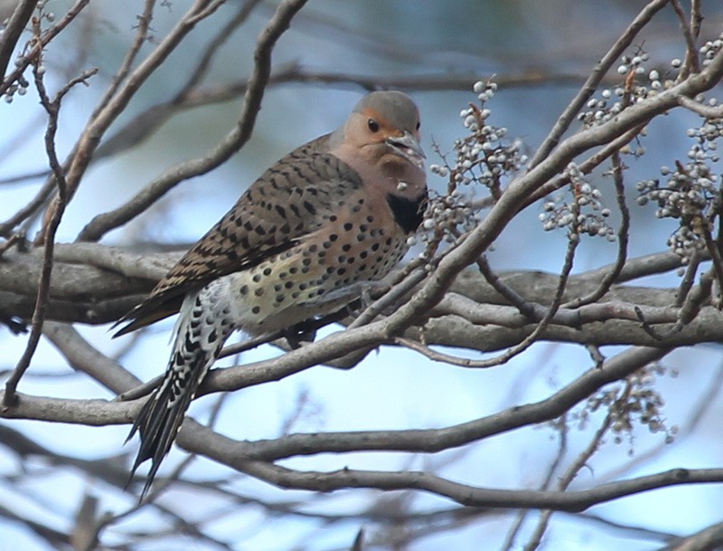 Northern Flicker - ML196692611