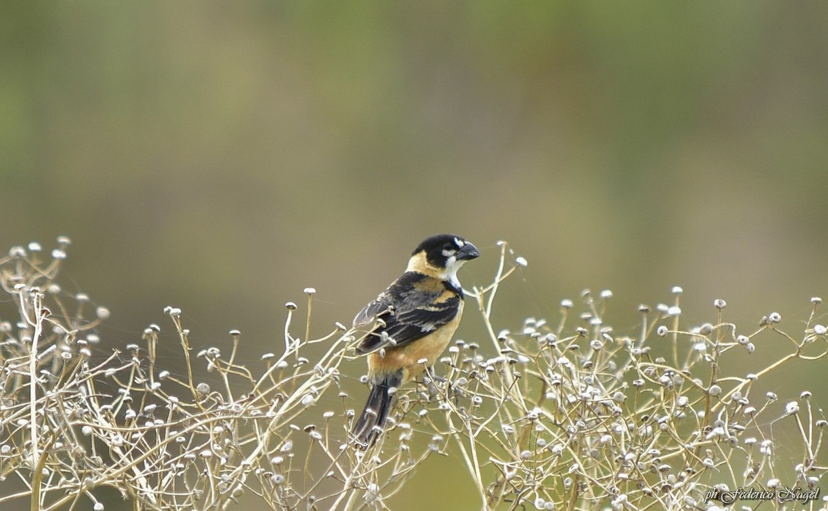 Rusty-collared Seedeater - ML196693721