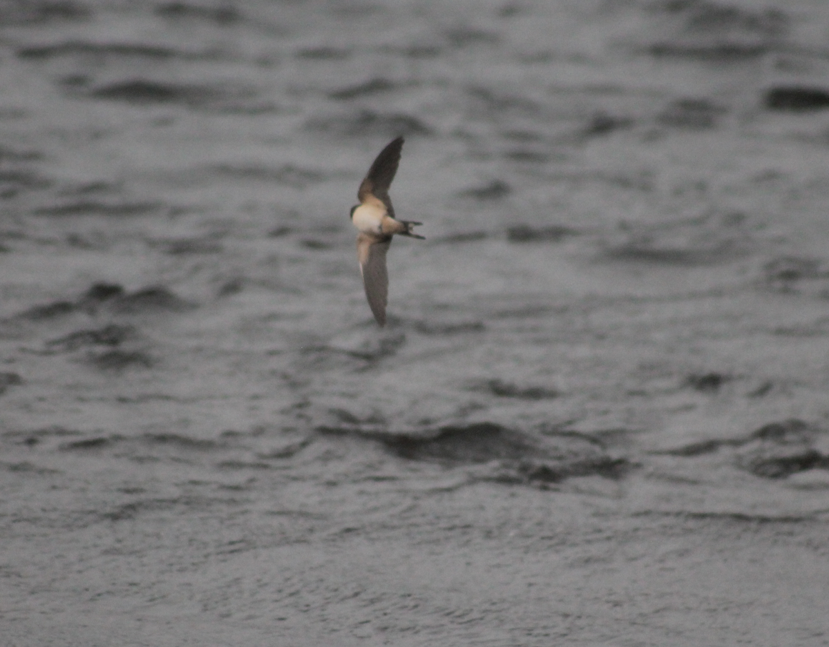 Barn Swallow (White-bellied) - ML196693841