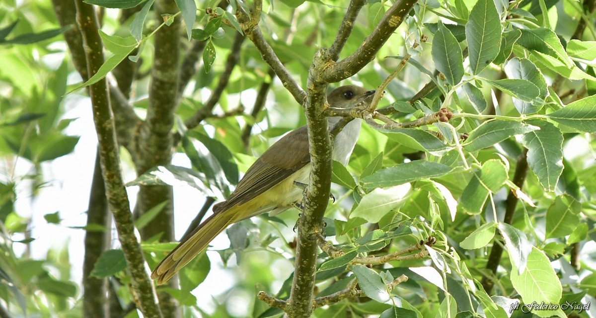 Ash-colored Cuckoo - ML196694091