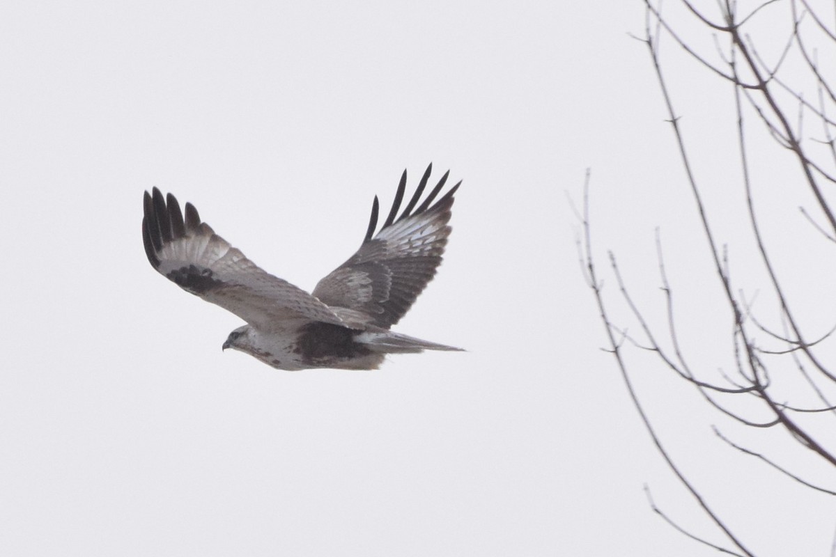 Upland Buzzard - Andy Zhang