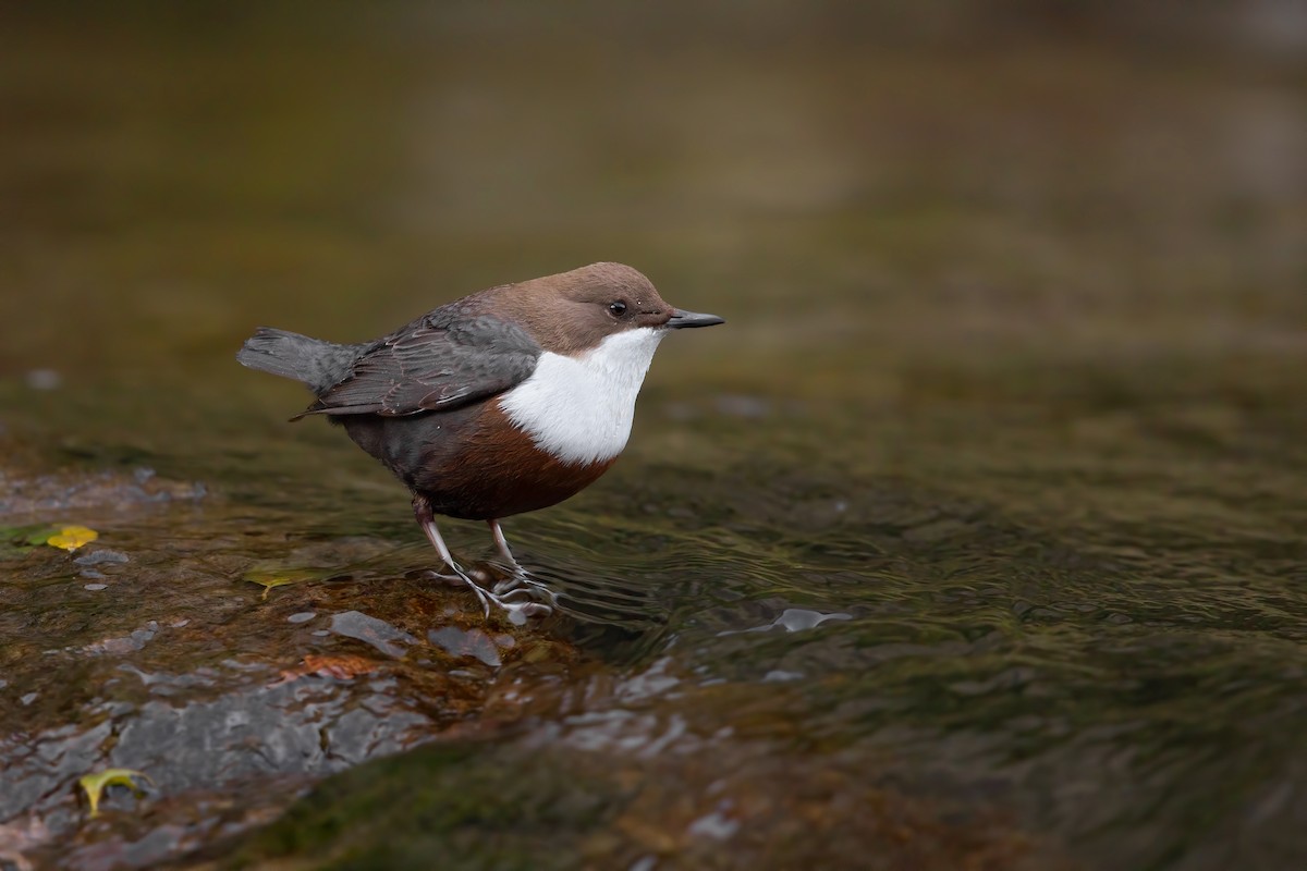 White-throated Dipper - ML196695441