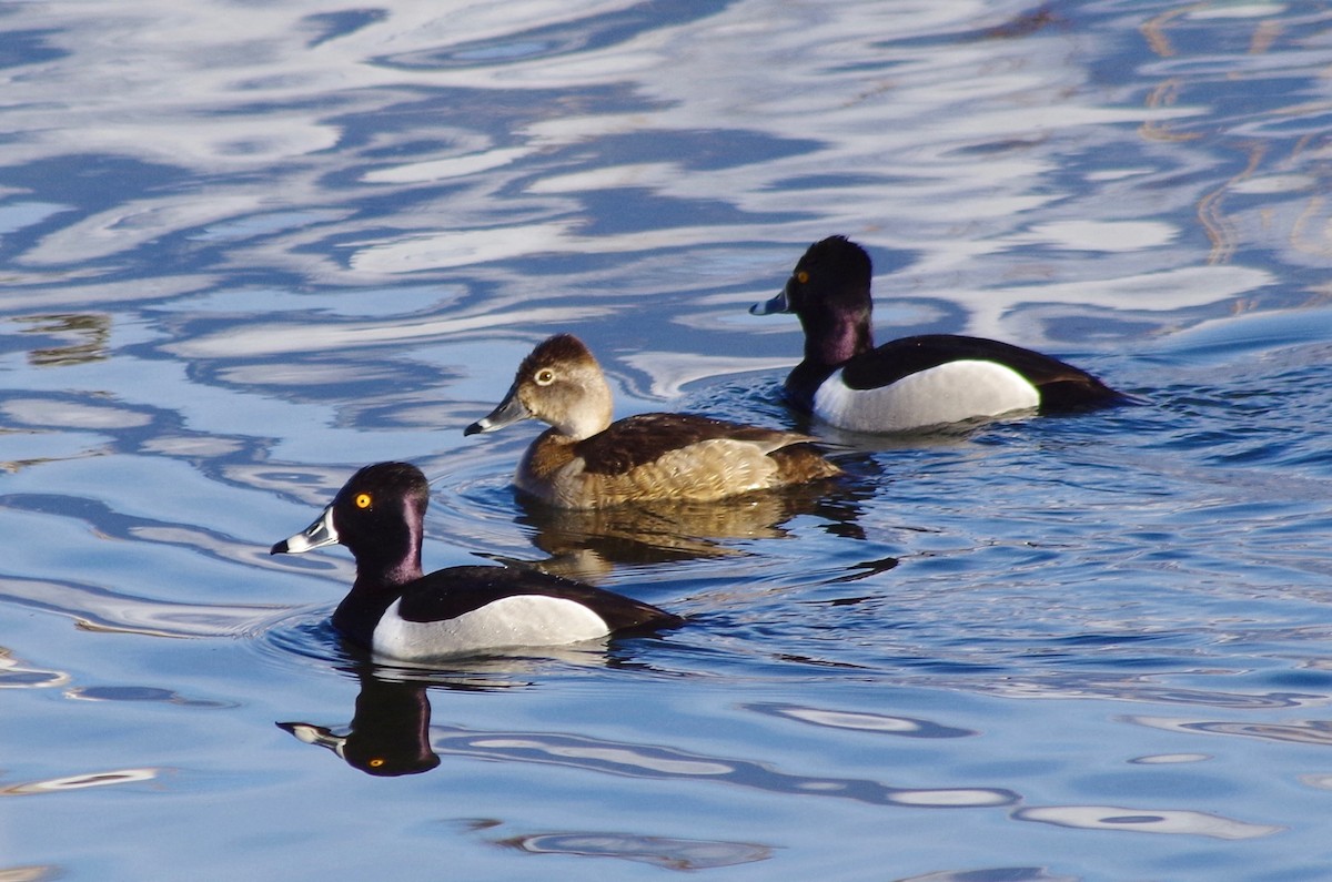 Ring-necked Duck - Morgan  Amos