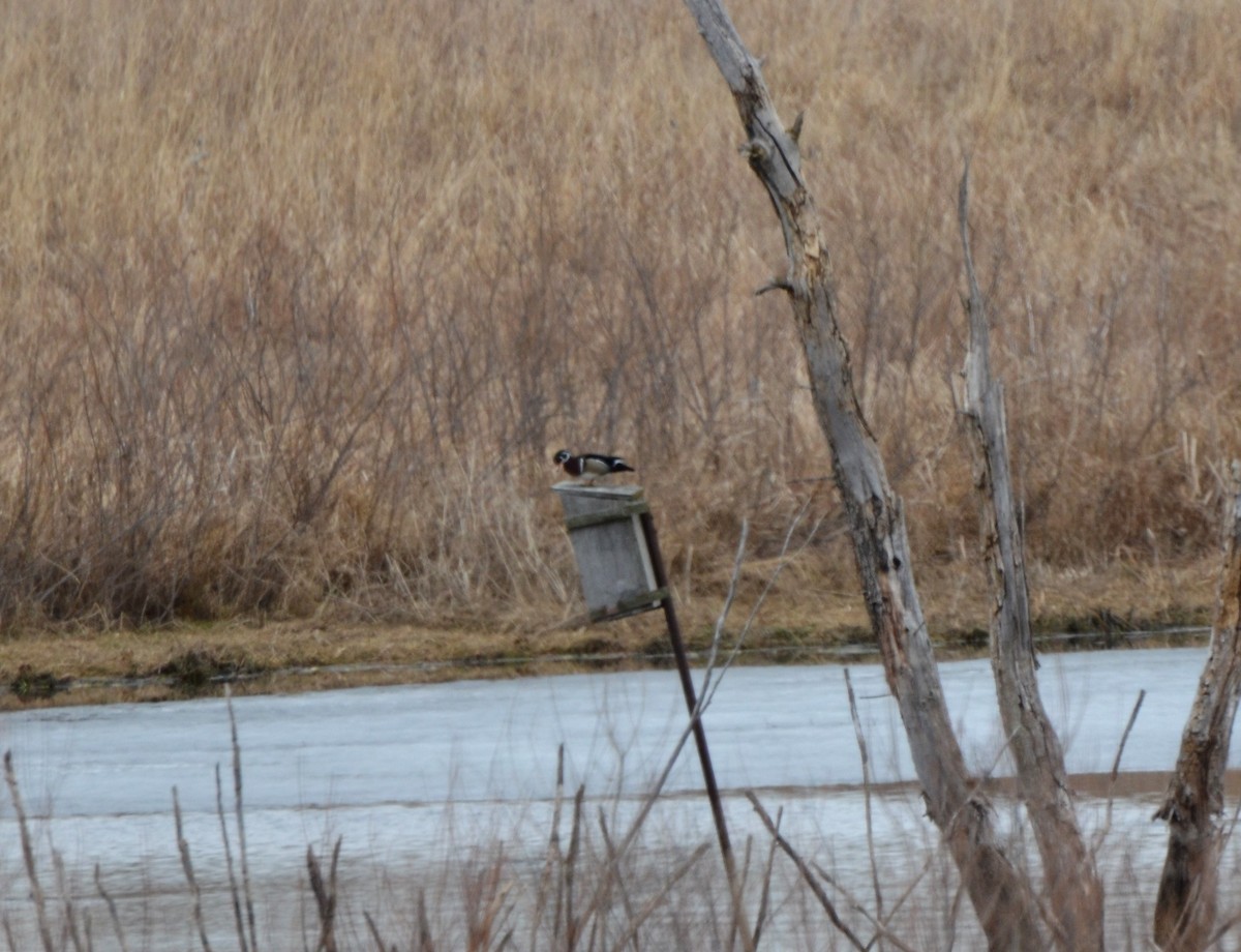 Wood Duck - ML196698041