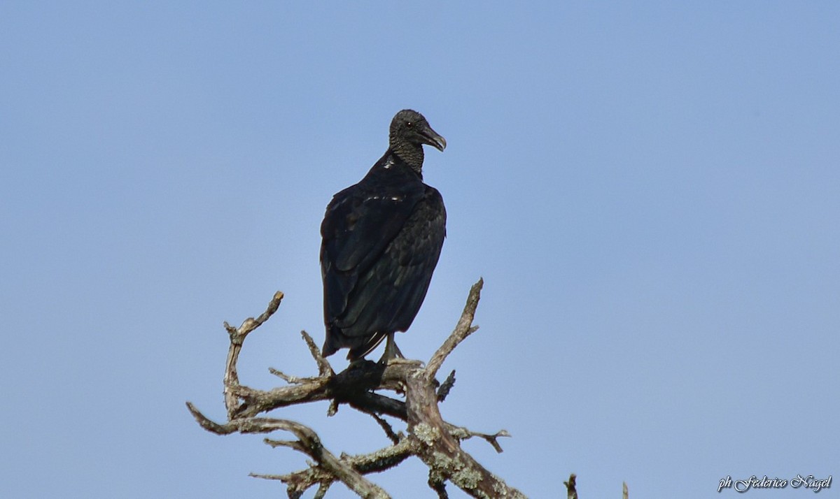 Black Vulture - ML196698371