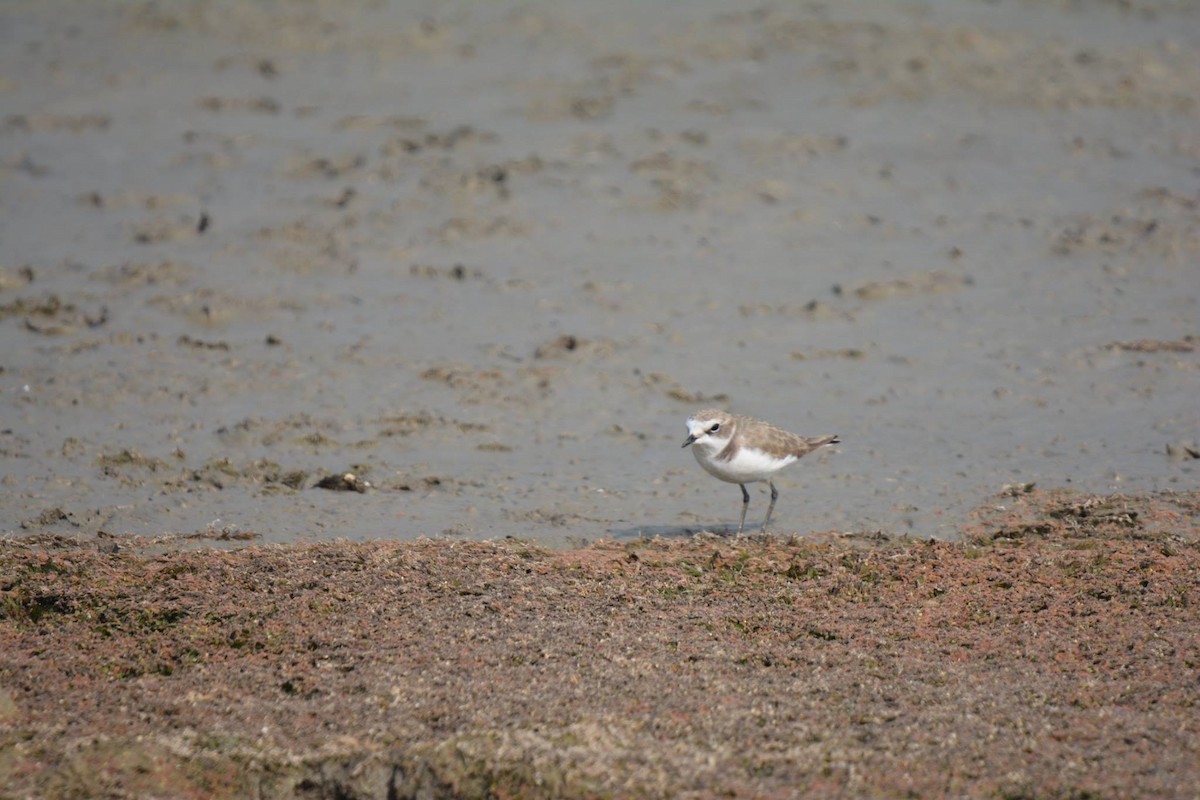 Kentish Plover - ML196698711