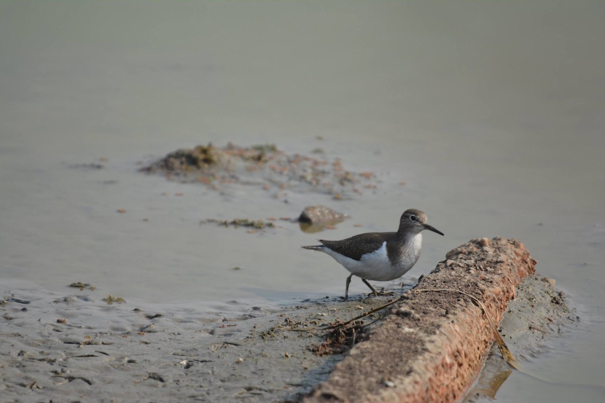 Common Sandpiper - ML196698741