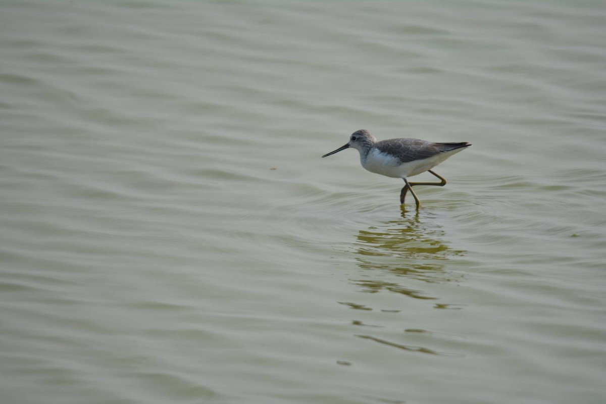 Common Greenshank - ML196698801