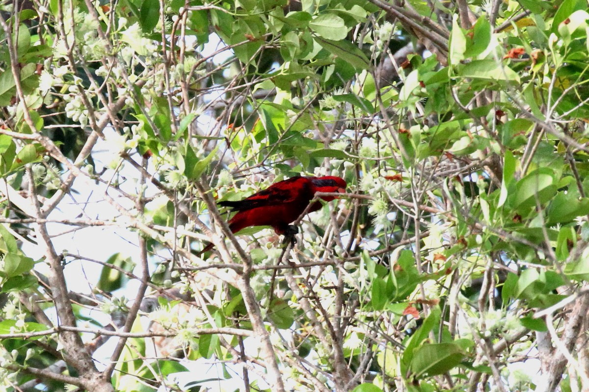 Blue-streaked Lory - ML196698911