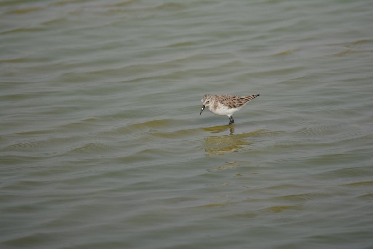 Little Stint - ML196698951