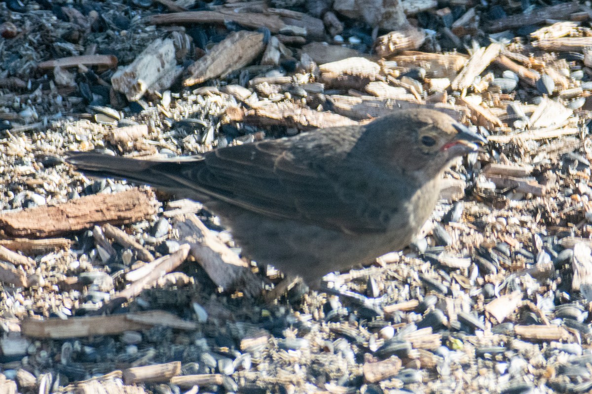 Brown-headed Cowbird - ML196702101