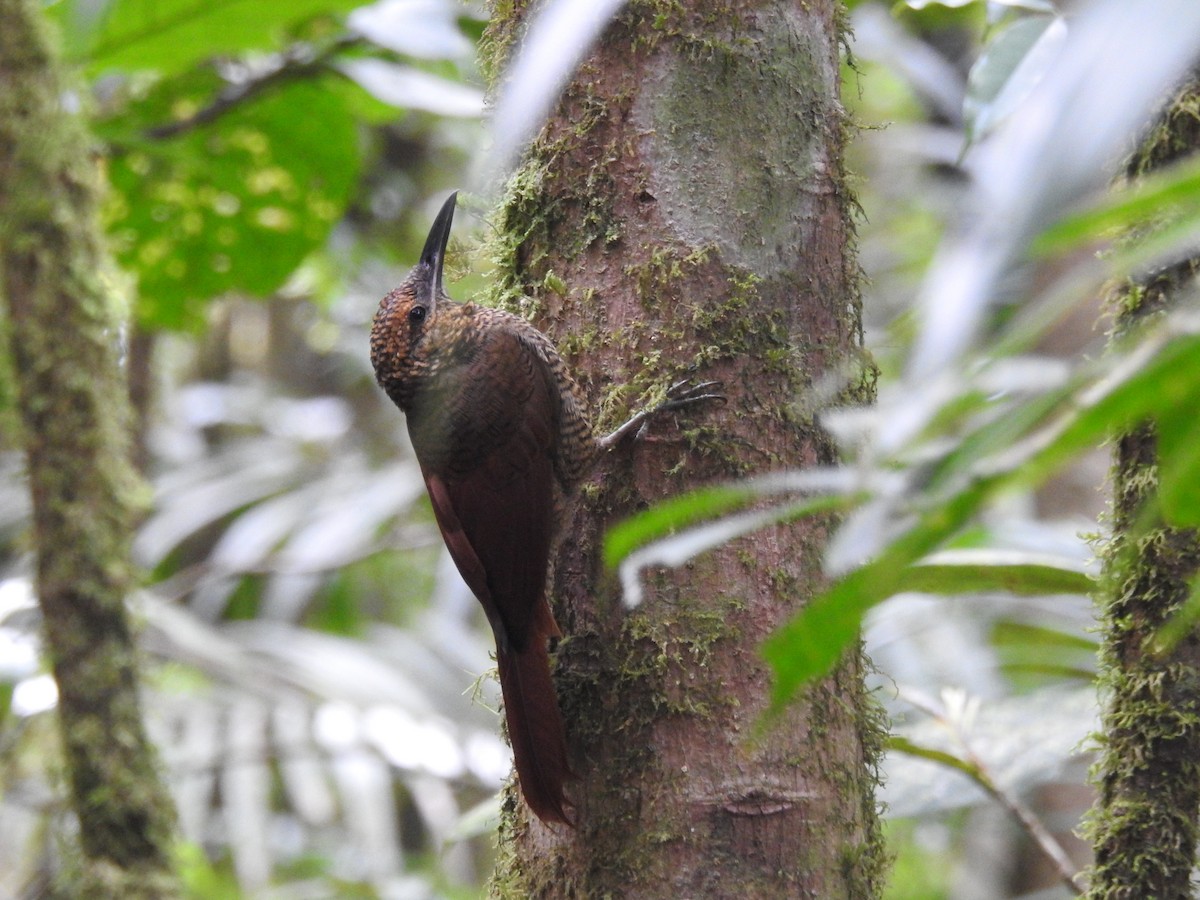 Northern Barred-Woodcreeper - ML196702631