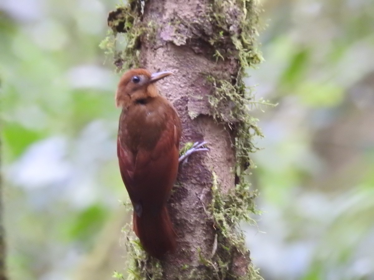 Ruddy Woodcreeper - Eli Shupe